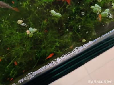 鱼缸水太混了怎么换水（鱼缸水混怎么办） 鱼缸百科 第1张