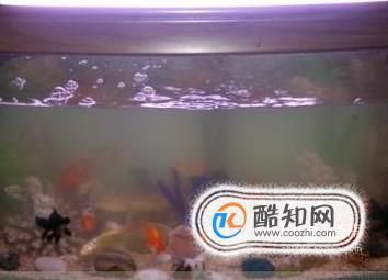 鱼缸水太混了怎么换水（鱼缸水混怎么办） 鱼缸百科 第5张