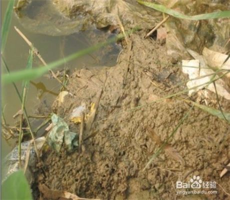 鸡西水族批发市场哪家的龙鱼好（在鸡西水族批发市场购买龙鱼需要注意什么？） 水族问答