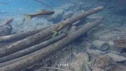 晋城水族批发市场哪家的龙鱼好（在晋城水族批发市场，哪家龙鱼店的价格更合理？） 水族问答