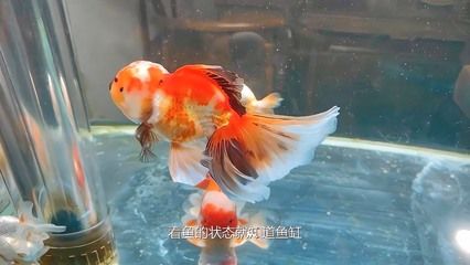 如何处理鱼缸水浑浊（处理鱼缸水浑浊的方法） 鱼缸百科 第4张