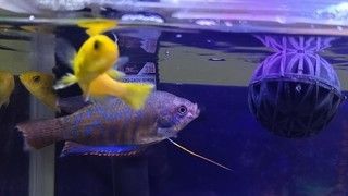 景德镇水族批发市场哪家的龙鱼好（景德镇水族批发市场的龙鱼养殖技术培训） 水族问答