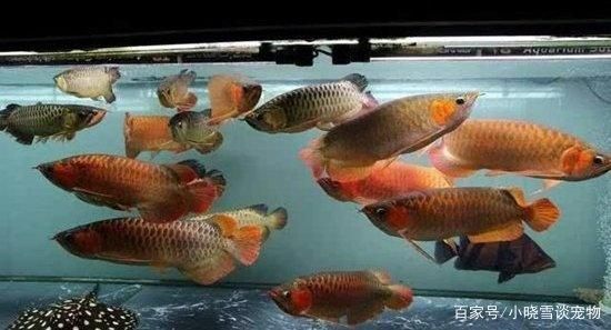 九江水族批发市场哪家的龙鱼好（九江水族批发市场哪家龙鱼店价格最合理-回答） 水族问答