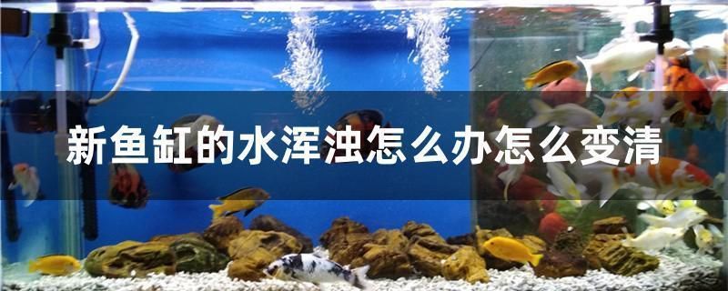 鱼缸水浑浊该怎么变清（**鱼缸水浑浊可以换水和加强过滤系统来解决） 鱼缸百科 第2张