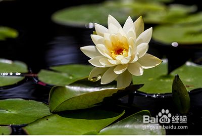 土办法鱼缸浑水变清水（土办法鱼缸浑水变清水的摘要） 鱼缸百科 第5张