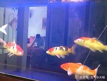 为什么锦鲤鱼缸水浑浊（锦鲤鱼缸水浑浊怎么办） 鱼缸百科 第4张