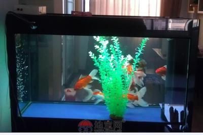 七台河水族批发市场哪家的龙鱼好（七台河龙鱼水族批发市场哪家的龙鱼品种最好） 水族问答