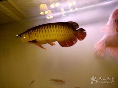 齐齐哈尔水族批发市场哪家的龙鱼好（齐齐哈尔水族批发市场的龙鱼品质与价格） 水族问答