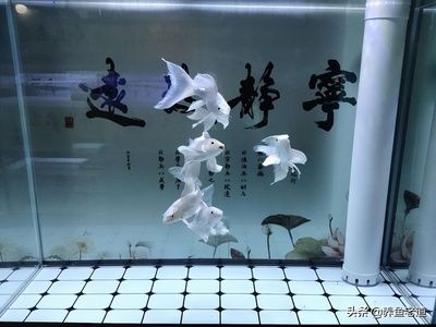 商洛水族批发市场哪家的龙鱼好（商洛水族批发市场龙鱼品质对比分析） 水族问答