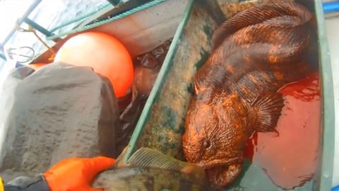 邵阳水族批发市场哪家的龙鱼好（在邵阳水族批发市场，哪家店铺的龙鱼品种最独特？） 水族问答