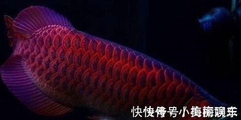 绍兴水族批发市场哪家的龙鱼好（在绍兴水族批发市场，哪家的龙鱼品种最丰富） 水族问答