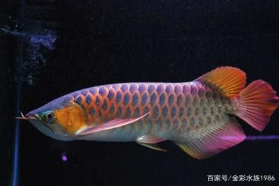 沈阳水族批发市场哪家的龙鱼好（沈阳水族批发市场哪家的龙鱼好沈阳水族批发市场哪家龙鱼好） 水族问答