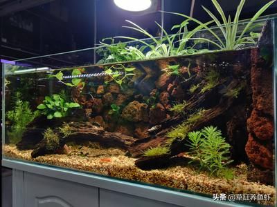 鱼缸水浑浊加什么可以变清澈（鱼缸水浑浊怎么办） 鱼缸百科 第2张