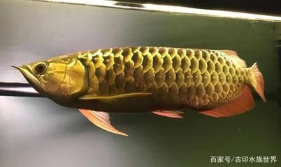 龙鱼鱼缸水浑浊怎么办（龙鱼鱼缸水浑浊的解决方法） 鱼缸百科 第5张