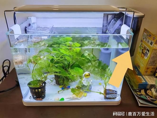 鱼缸水浑浊是不是过滤器出问题了？（鱼缸水浑浊可能是由多种原因引起的，其中之一是过滤器出现问题） 鱼缸百科 第5张