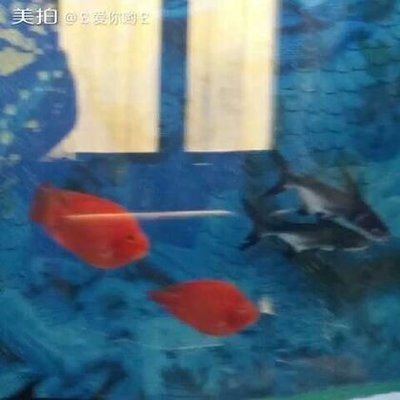 厦门水族批发市场哪家的龙鱼好（厦门水族批发市场龙鱼质量分析厦门水族批发市场龙鱼质量） 水族问答