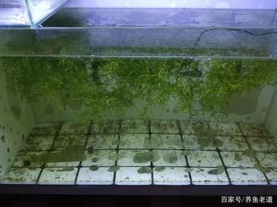 刚养的鱼鱼缸水质浑浊（刚养的鱼缸水质浑浊可能是由于多种原因造成的，养鱼爱好者要记住） 鱼缸百科 第5张