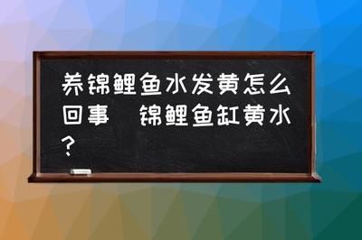 锦鲤鱼鱼缸里面的水老是发黄怎么办（锦鲤鱼缸中的水发黄可能是由多种因素引起的） 鱼缸百科 第1张