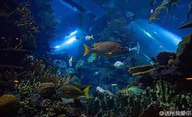 许昌水族批发市场哪家的龙鱼好（在许昌水族批发市场购买龙鱼，售后服务如何？）