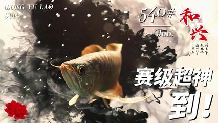 扬州水族批发市场哪家的龙鱼好（在扬州水族批发市场购买龙鱼时，应该如何判断它们是否健康且适合养殖？） 水族问答