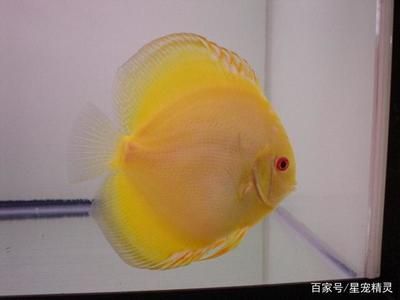 神木水族批发市场哪家的龙鱼好（关于神木水族批发市场中龙鱼品质的概述） 水族问答