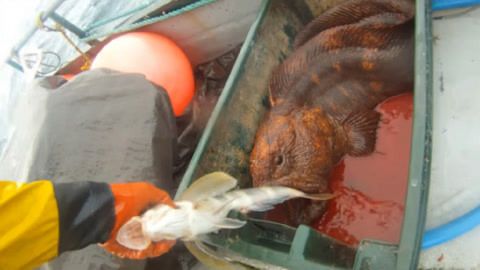 灞桥区水族批发市场哪家的龙鱼好（灞桥区水族批发市场中口碑最好的龙鱼店**） 水族问答