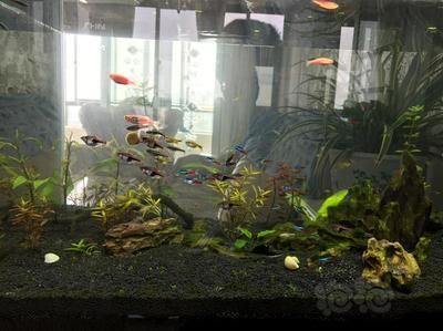 伊犁哈萨克自治州水族批发市场哪家的龙鱼好（伊犁哈萨克自治州水族批发市场） 水族问答