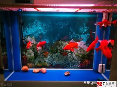 鱼缸水浑浊怎样快速变清（**鱼缸水浑浊快速变清的方法包括换水、打氧等**） 鱼缸百科 第4张