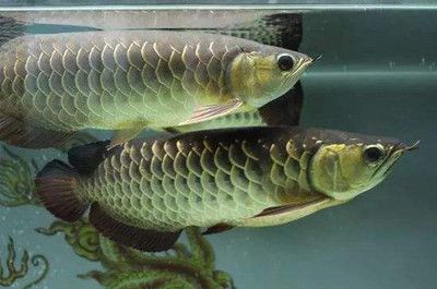 张家界水族批发市场哪家的龙鱼好（在张家界水族批发市场中选择一家信誉好、品种全、价格合理的店铺） 水族问答