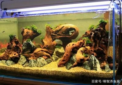 张掖水族批发市场哪家的龙鱼好（张掖水族批发市场中龙鱼品质和价格受到多种因素影响） 水族问答