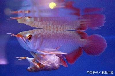 盘锦市大洼区海贝水族馆（盘锦市大洼区海贝水族馆是一个集观赏、科普教育于一体的现代化水族馆） 全国观赏鱼市场