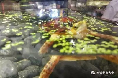 滨城区锦池水族馆（滨城区锦池水族馆互动体验项目让游客更深入了解海洋生物） 全国观赏鱼市场