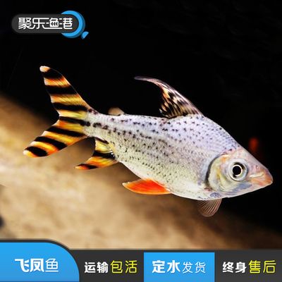 西宁市城东区枫之家水族馆（西宁市城东区枫之家水族馆是一个专注于展示海洋生物多样性的场所） 全国观赏鱼市场