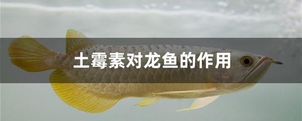 海南金龙鱼食用油总代理地址查询（关于海南金龙鱼食用油总代理的问题） 水族问答