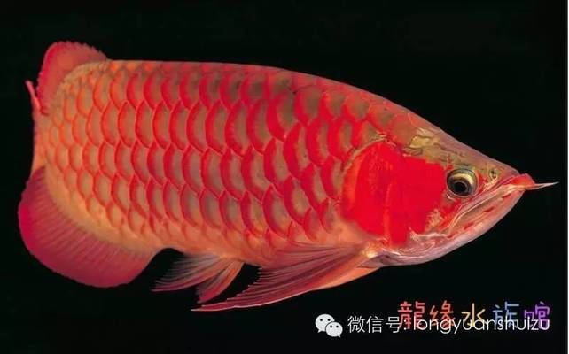 红龙鱼混养视频大全图片高清（红龙鱼混养视频大全） 水族问答