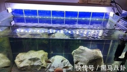 怎样清理鱼缸壁绿点（如何清理鱼缸壁上的绿点） 鱼缸百科 第4张