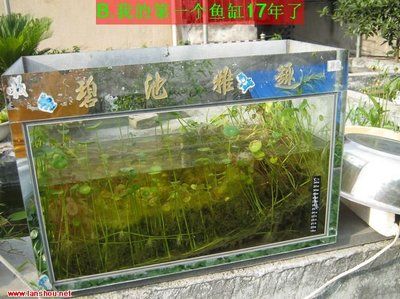 金龙鱼稻米油咋样（使用金龙鱼稻米油烹饪时，需要注意什么？） 水族问答