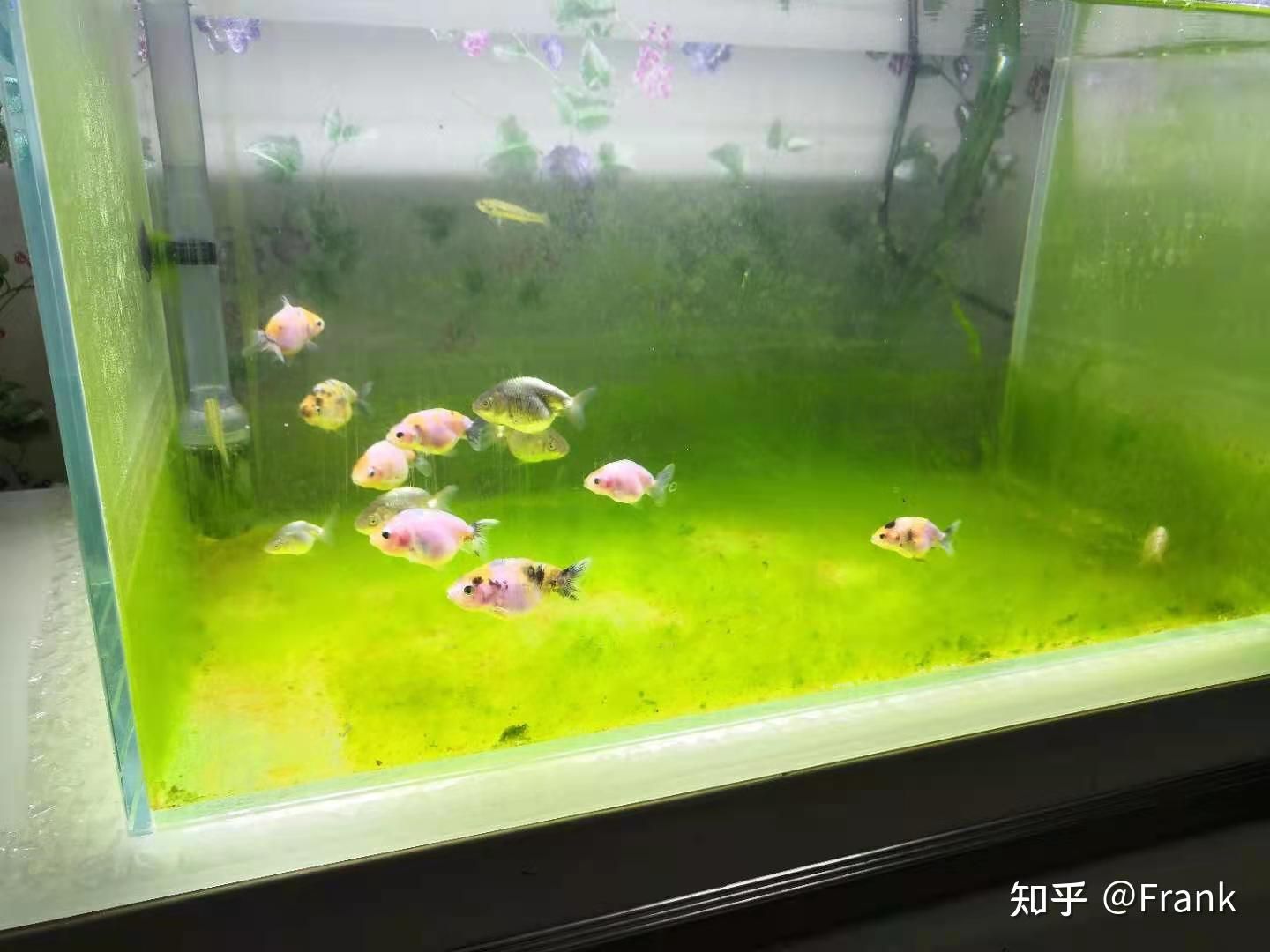 怎么除鱼缸绿藻（如何去除鱼缸中的绿藻） 鱼缸百科 第5张