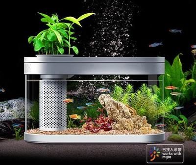 饶平县诺亚斗鱼精选水族馆（广东省饶平县诺亚斗鱼精选水族馆） 全国观赏鱼市场