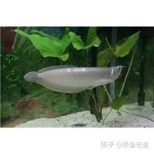 龙鱼介绍图片（-龙鱼在水族箱中需要什么样的水质条件） 水族问答