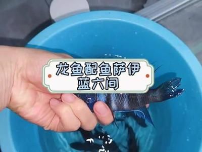 红龙鱼公母怎么分辨图解（如何区分红龙鱼的公母？） 水族问答