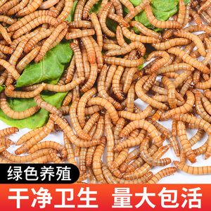 曼龙鱼吃什么品牌饲料最好（**曼龙鱼适合吃合成饲料和动物性饲料） 水族问答