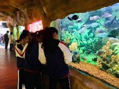 和田玉金龙鱼图片大全及价格（和田玉金龙鱼图片大全） 水族问答