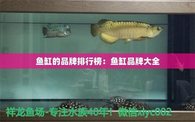 福州市鼓楼区当当水族观赏鱼店（福州市鼓楼区当当水族观赏鱼店是位于福州市鼓楼区的一家专业水族观赏鱼店）