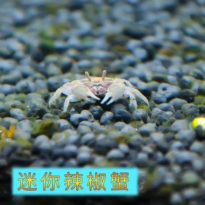 羽俙碧鱼缸（泽驭名宠鱼缸价格50.53元泽驭名宠鱼缸价格合理） 鱼缸百科 第2张