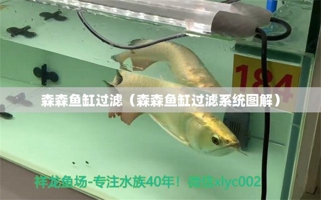 金龙鱼珍珠大米（-鉴别金龙鱼珍珠大米真伪方法） 水族问答