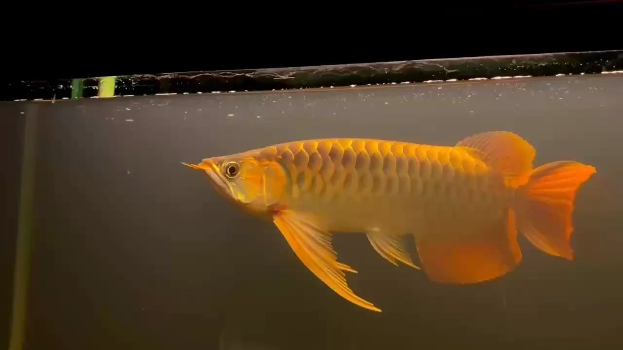 雷龙鱼种类图片大全欣赏（雷龙鱼的养护方法） 水族问答