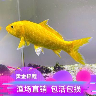 龙鱼怕什么颜色（龙鱼怕什么颜色的问题） 水族问答