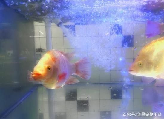 汾阳市纳邦士化妆品店（山西省汾阳市纳邦士化妆品店） 水族周边