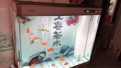 南阳市宛城区绿岛植物店 水族周边